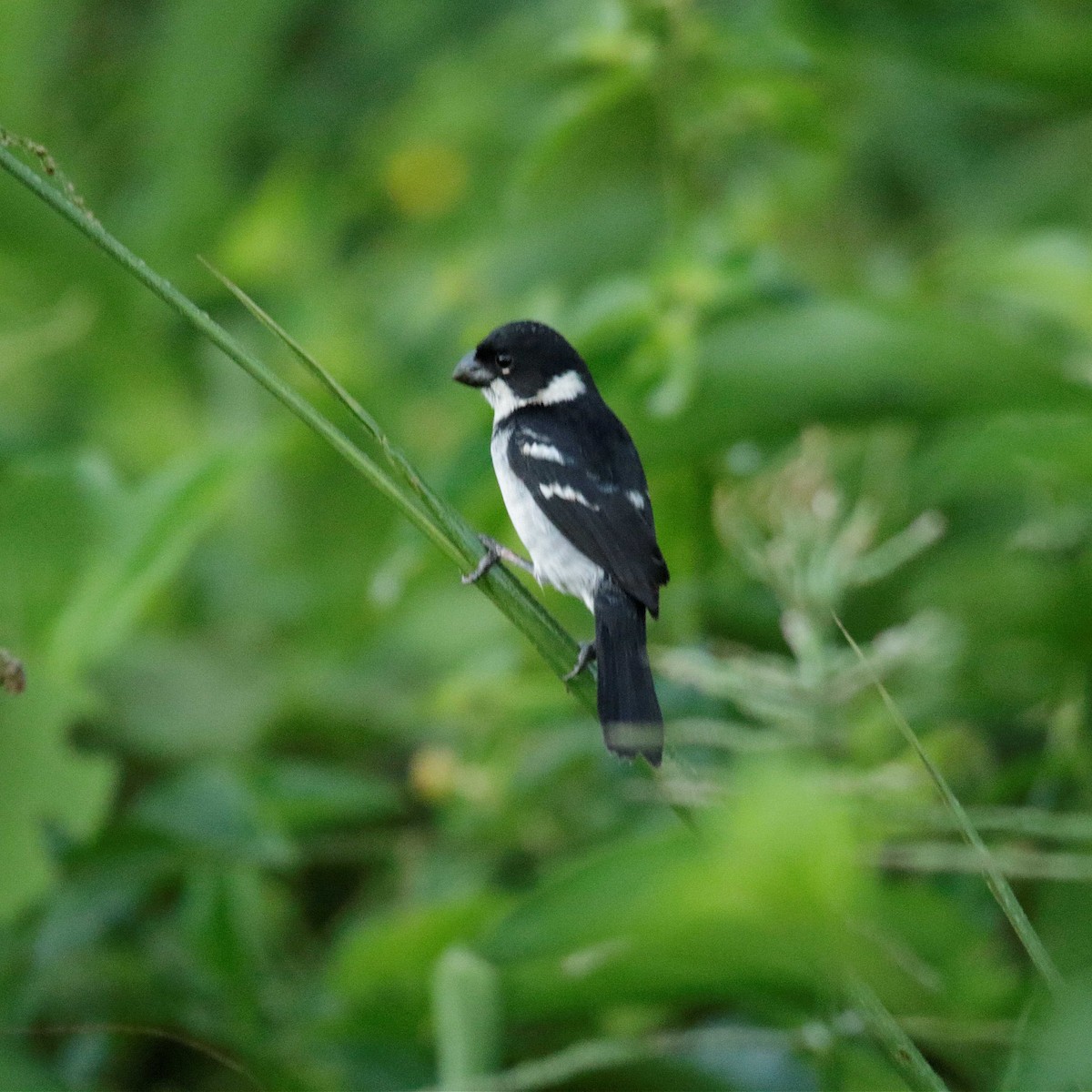 Wing-barred Seedeater - ML392003241