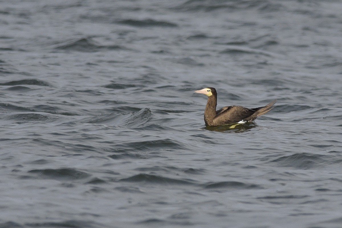 Brown Booby - Daniel Irons