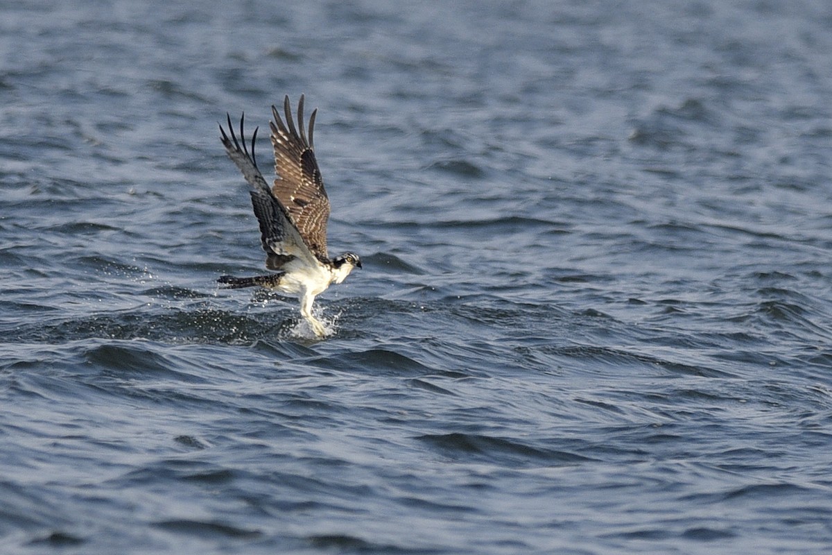 Balbuzard pêcheur - ML392003491