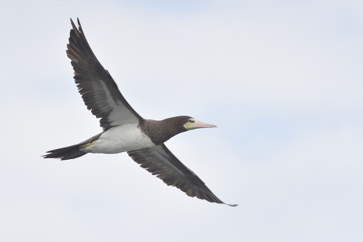 Brown Booby - Daniel Irons