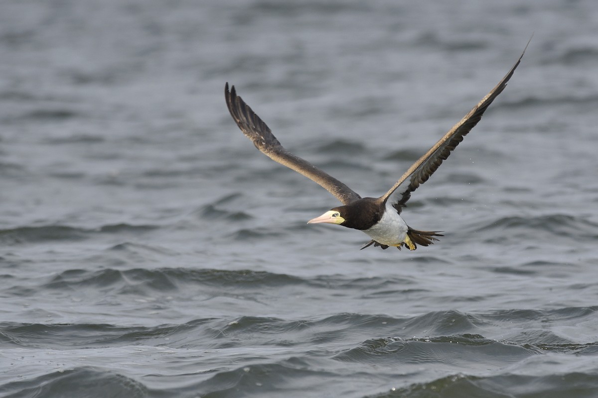 Brown Booby - ML392003771