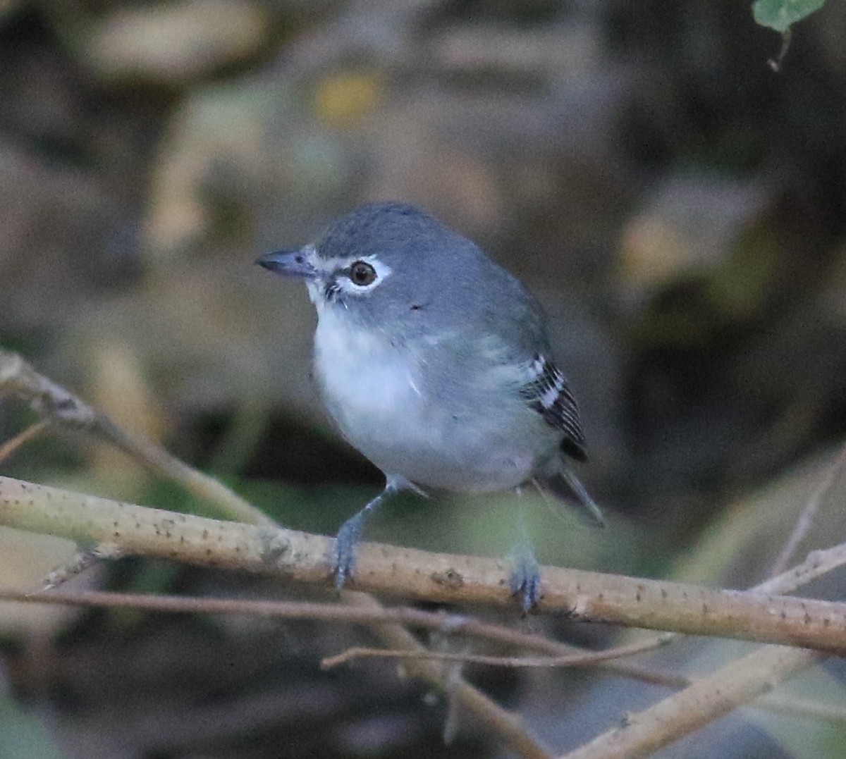 Vireo Plomizo - ML39200411