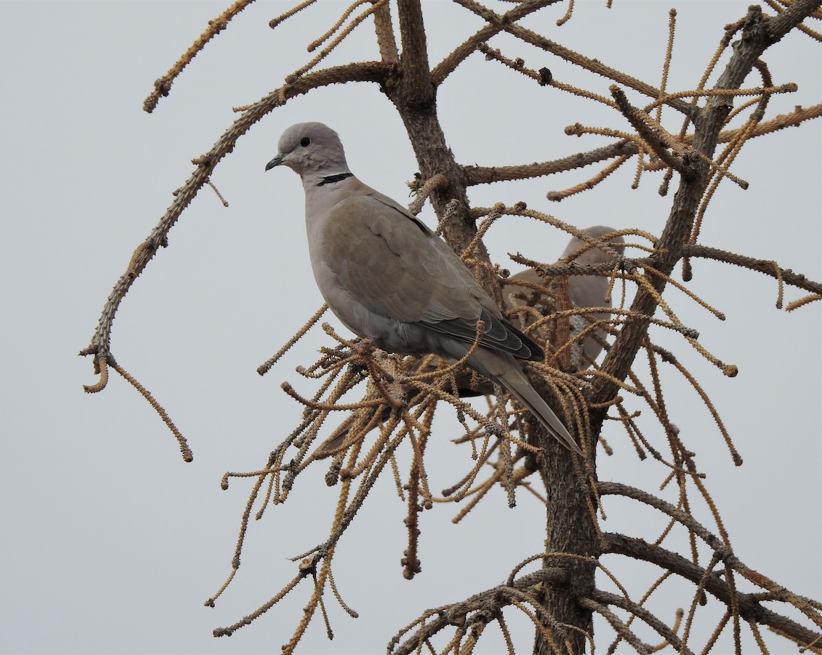 Eurasian Collared-Dove - T B