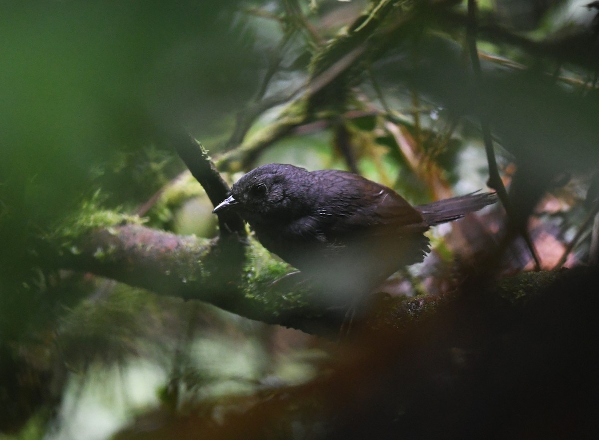 Choco Tapaculo - ML392005451