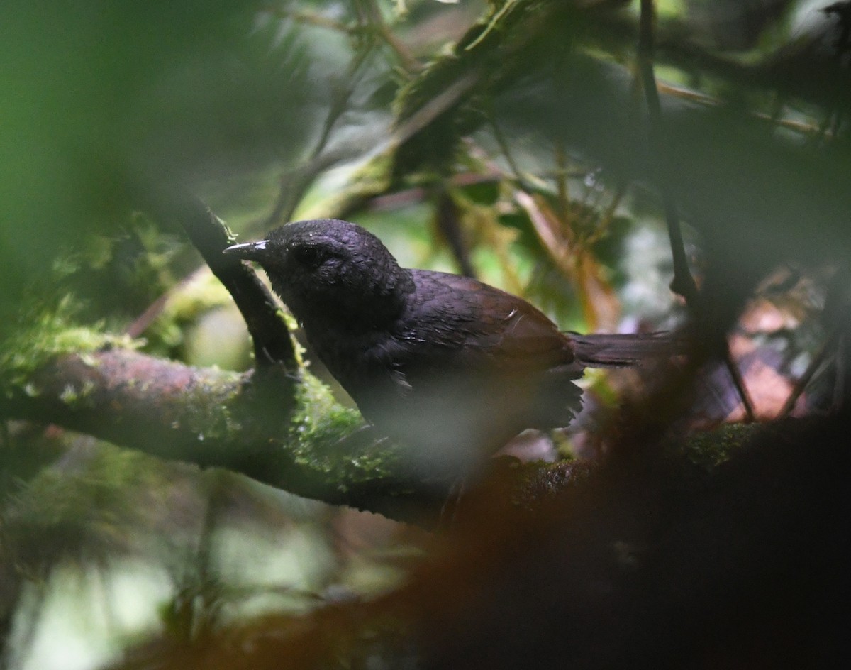 Choco Tapaculo - ML392005501