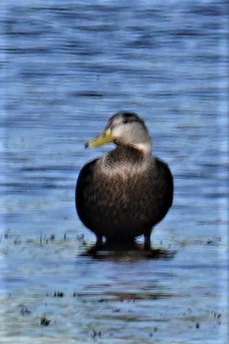 American Black Duck - matt johnstone