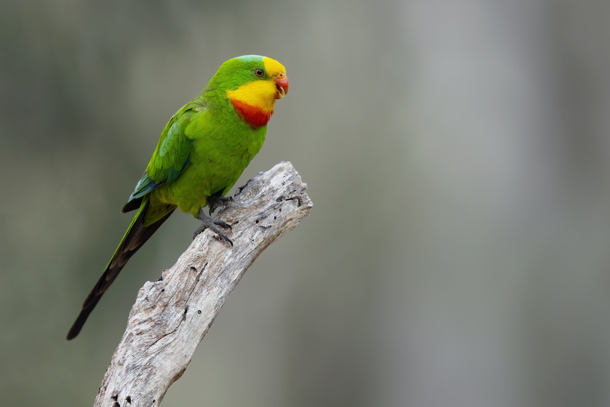 Superb Parrot - ML392007681