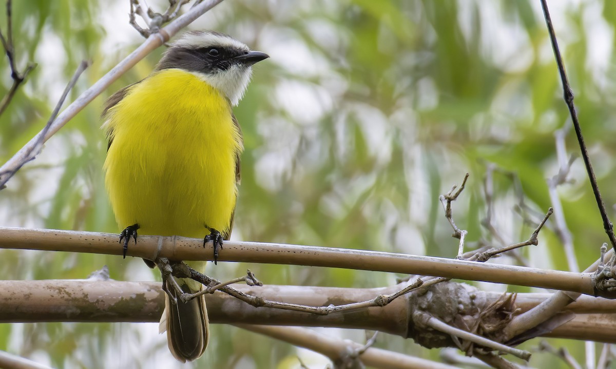 Social Flycatcher (Vermilion-crowned) - Marky Mutchler