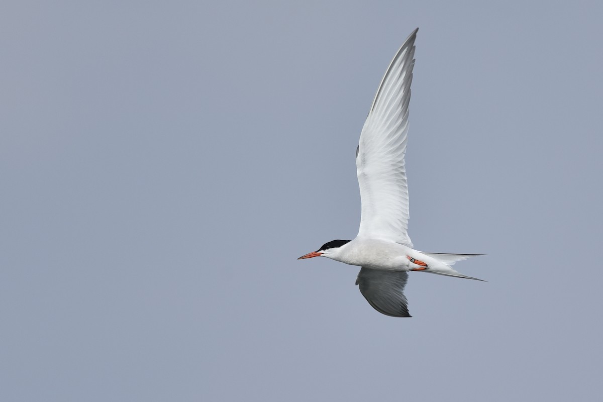 Common Tern - Daniel Irons