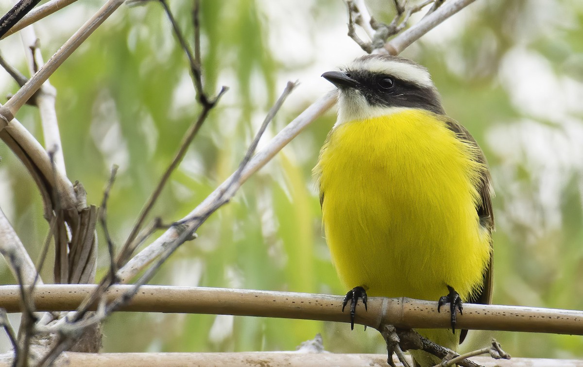 Social Flycatcher (Vermilion-crowned) - ML392007961