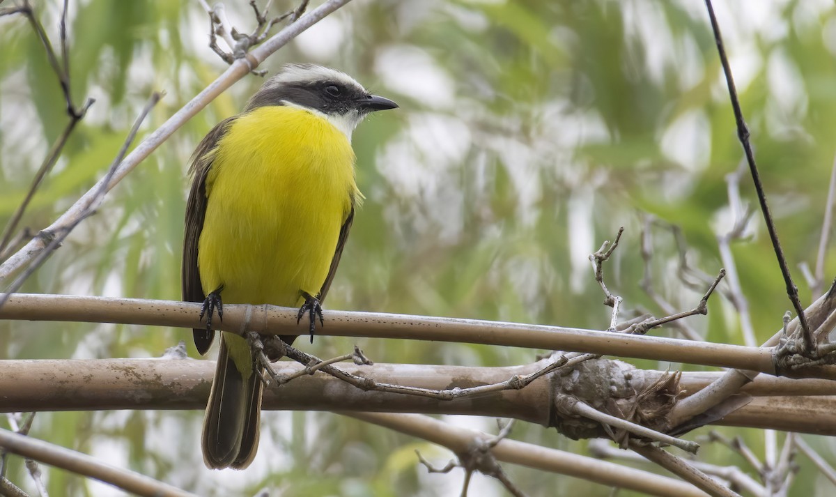 Social Flycatcher (Vermilion-crowned) - ML392008021