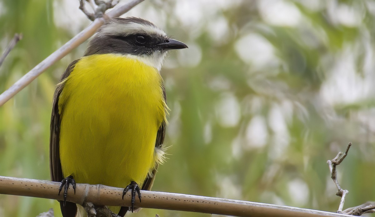 Social Flycatcher (Vermilion-crowned) - Marky Mutchler