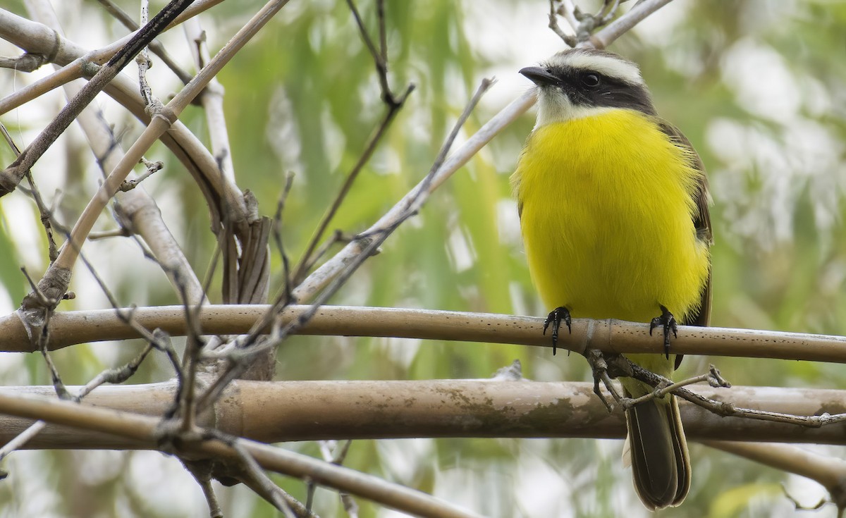 Social Flycatcher (Vermilion-crowned) - Marky Mutchler