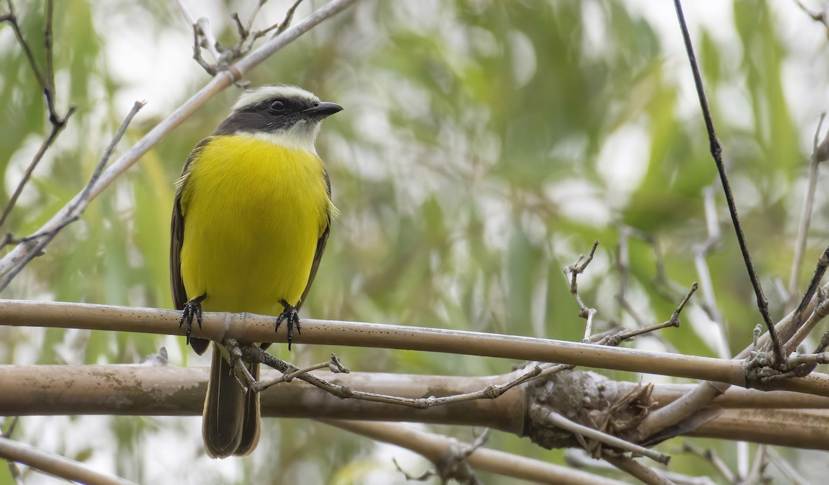 Social Flycatcher (Vermilion-crowned) - ML392008121