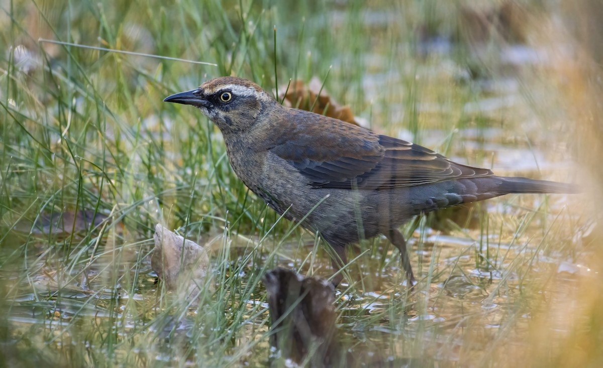 Rusty Blackbird - ML392008471