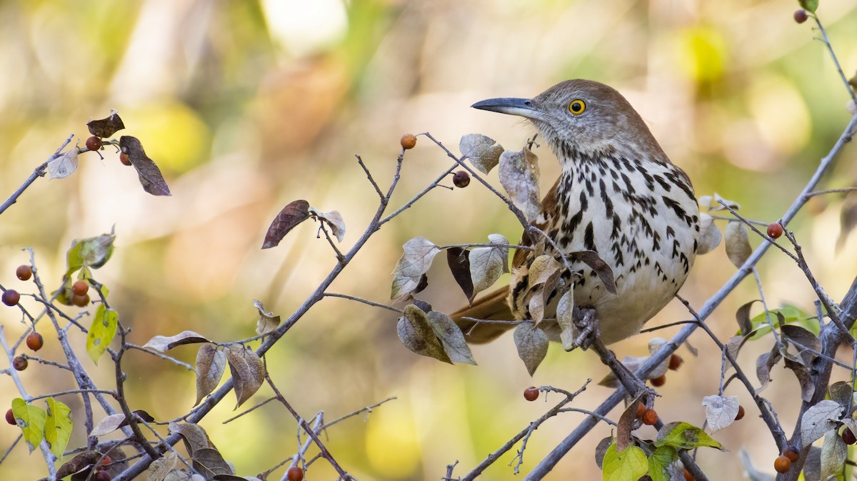 Brown Thrasher - ML392008521