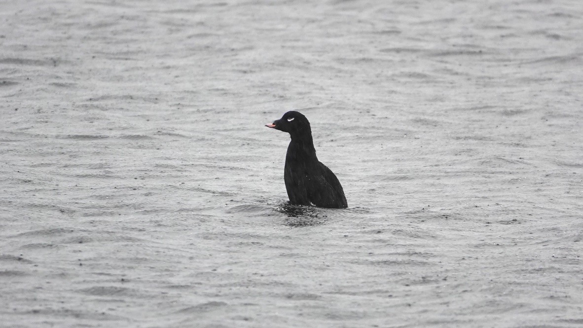 White-winged Scoter - Wink Gross