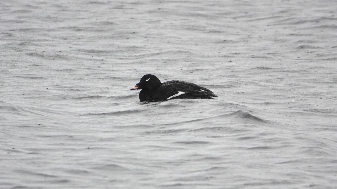 White-winged Scoter - ML392009681