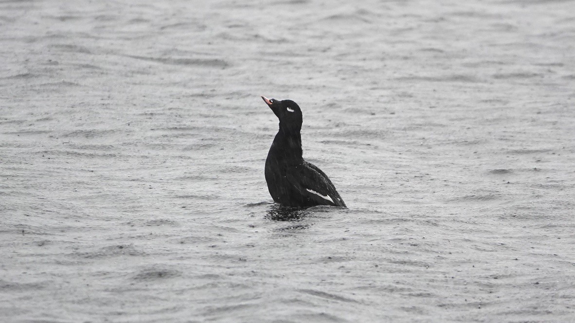 White-winged Scoter - ML392009691