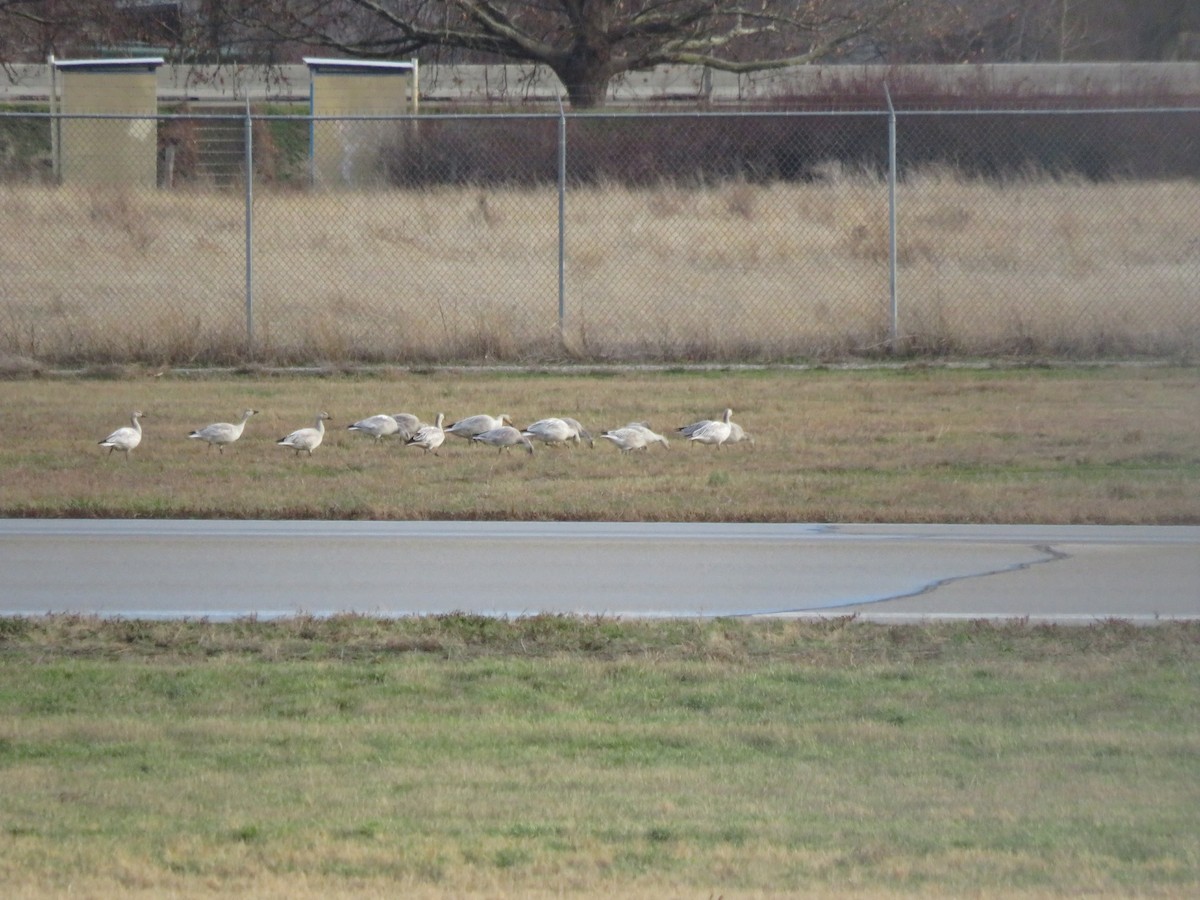 Цасны галуу - ML392009701