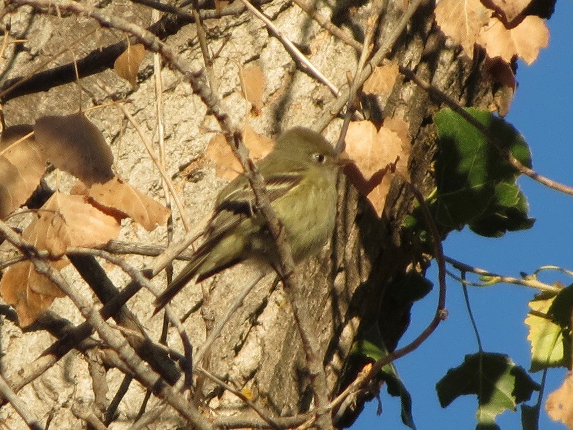 Hammond's Flycatcher - ML39200981