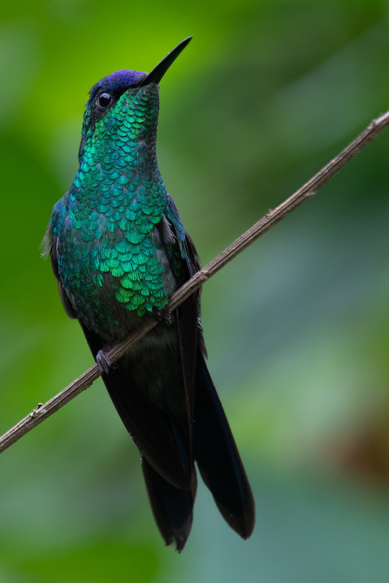 Violet-capped Woodnymph - Daniel Hinckley | samazul.com