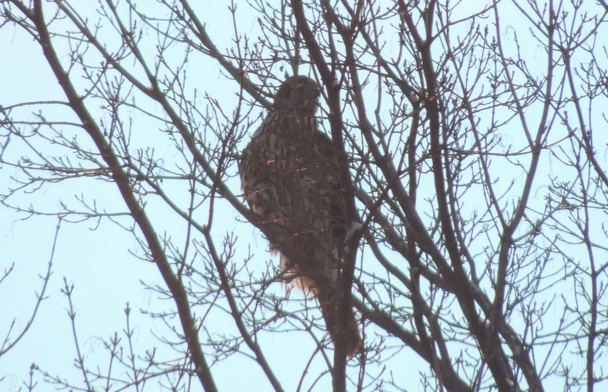 American Goshawk - ML392014581