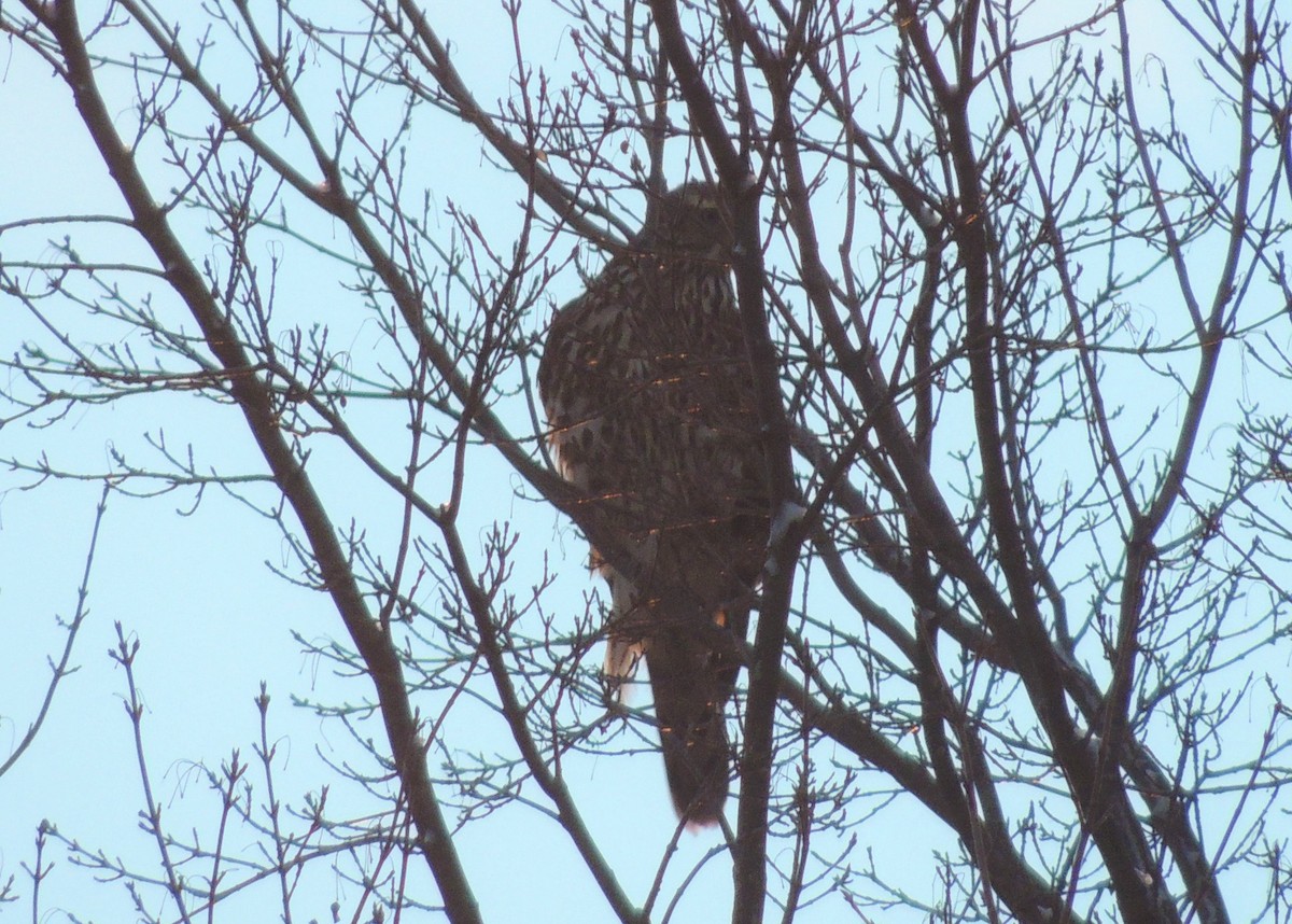 American Goshawk - ML392014751