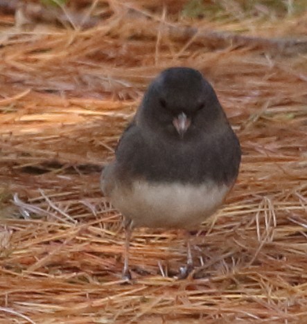 Junco Ojioscuro - ML39201491