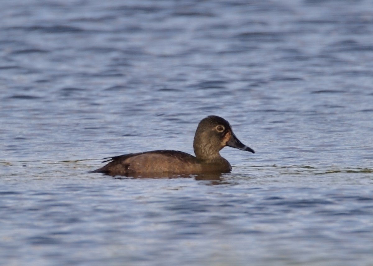 Murgilari lepokoduna - ML392015181