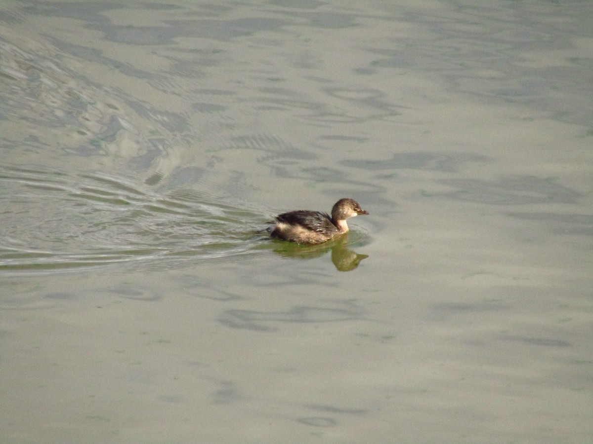 Pied-billed Grebe - ML392015341