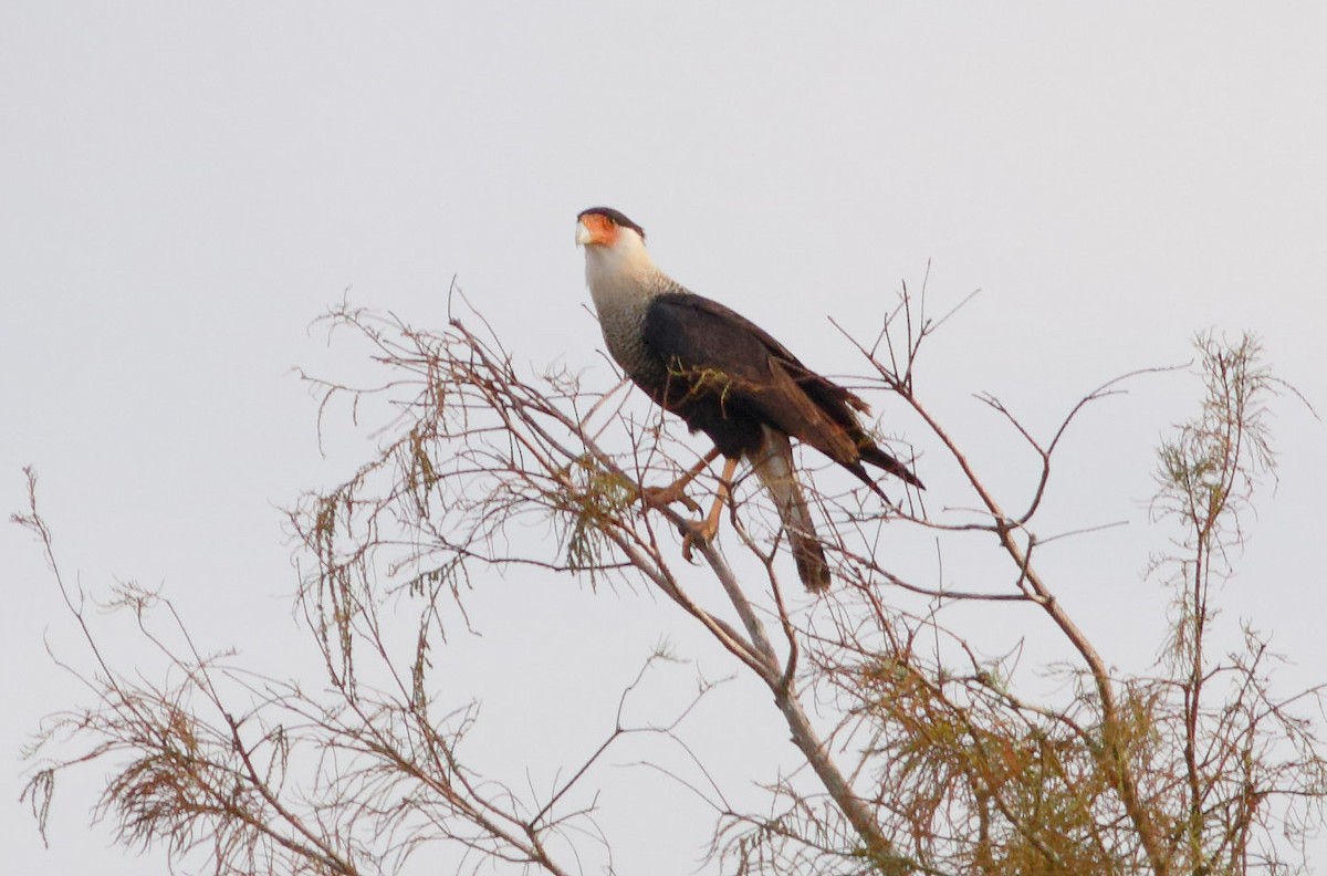 Crested Caracara (Northern) - Mark Berney