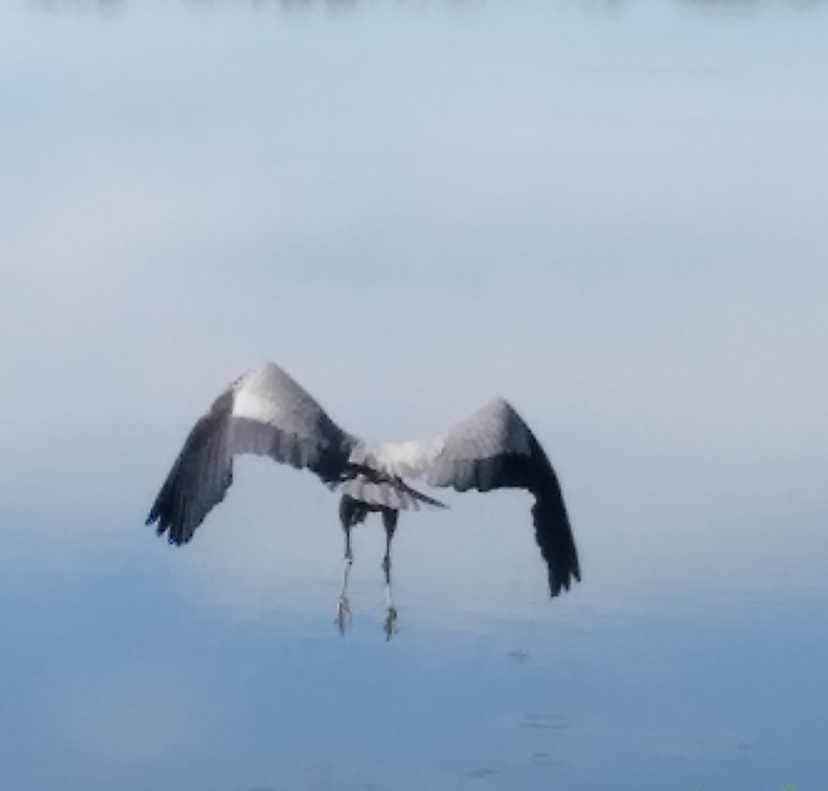 Great Blue Heron - ML392017161