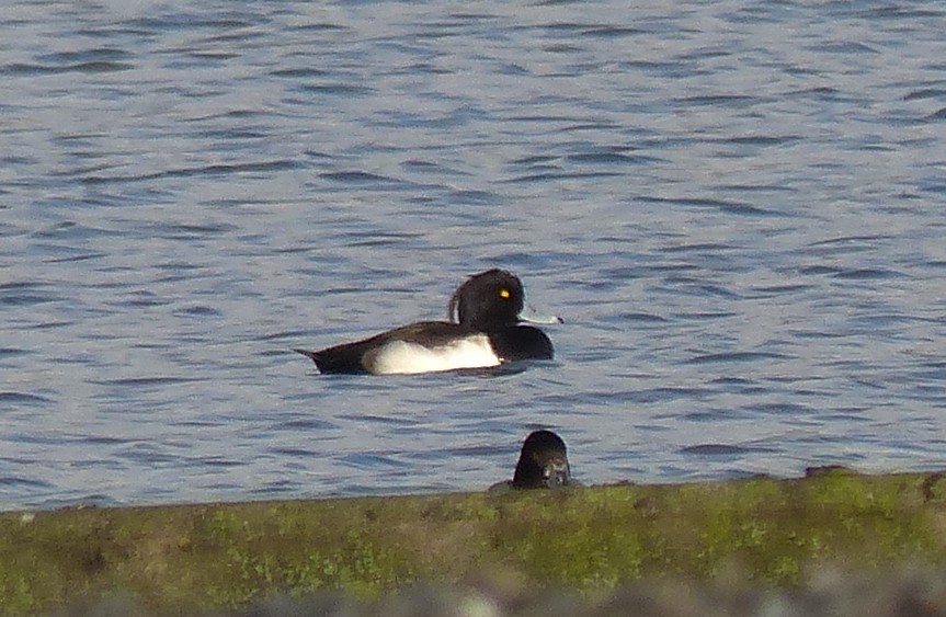 Tufted Duck - ML392022721