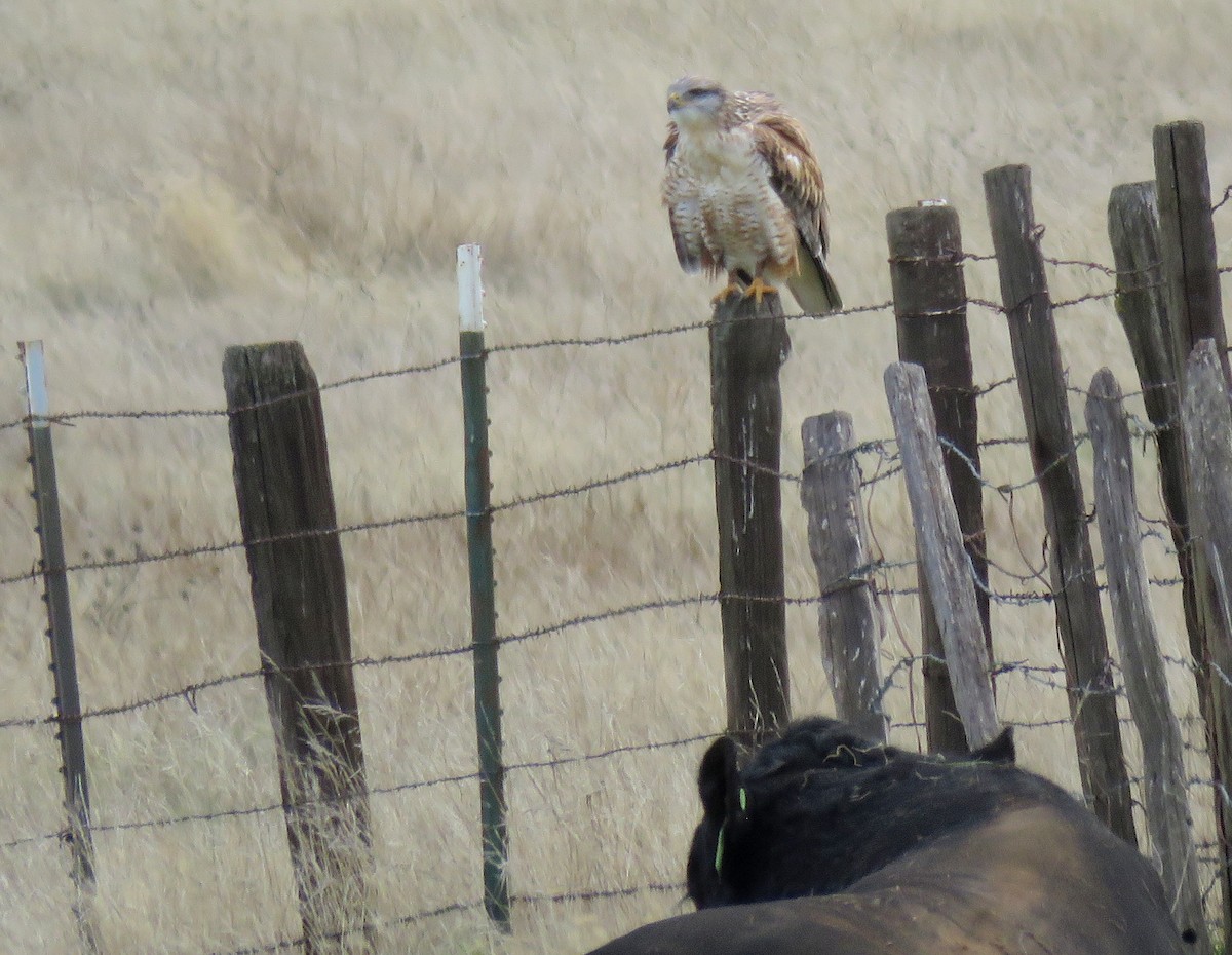 Ferruginous Hawk - Chris Conard