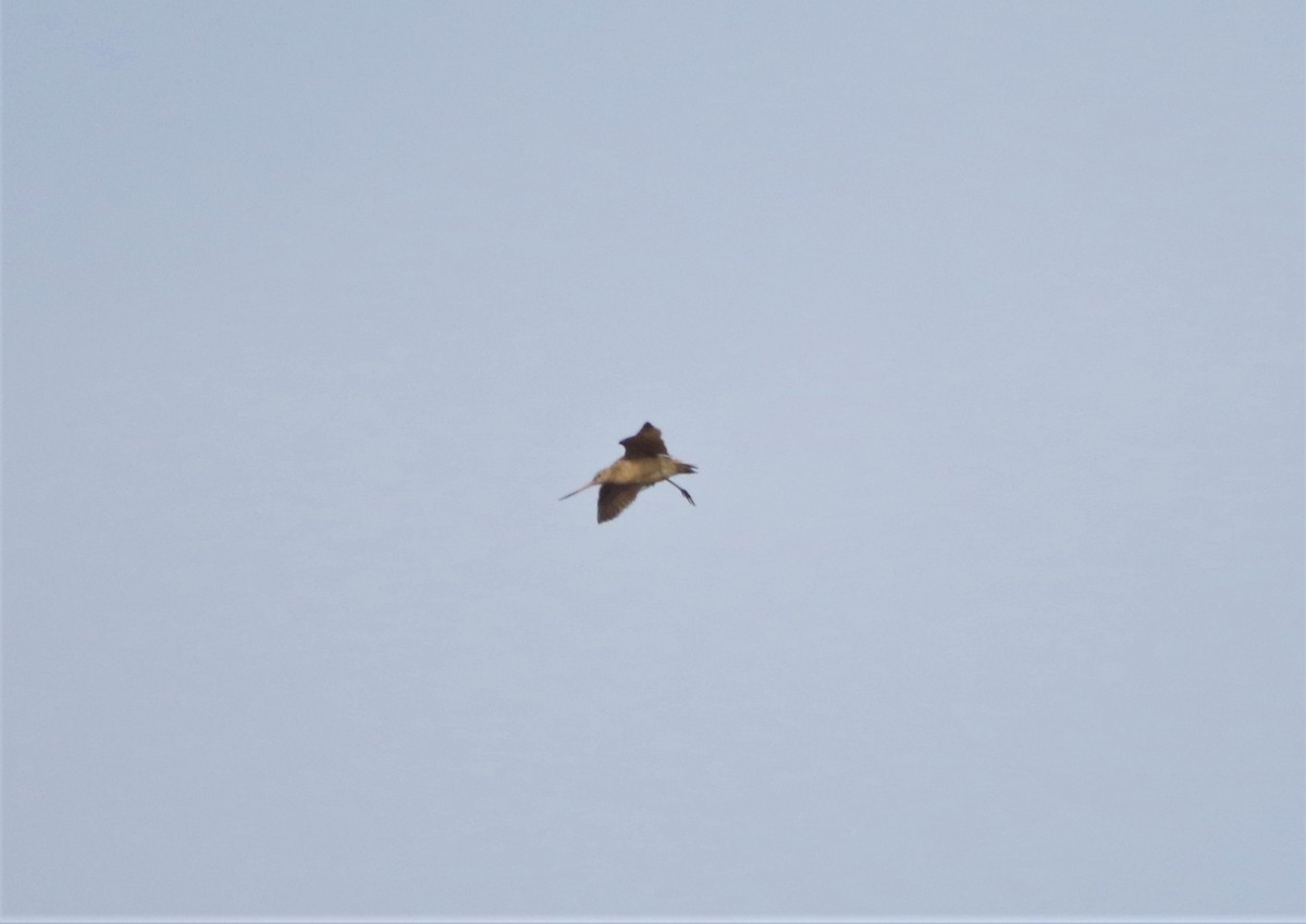 Marbled Godwit - ML392025171