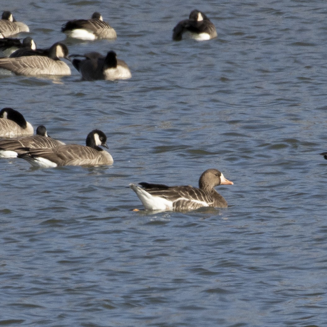 Greater White-fronted Goose - ML392025321