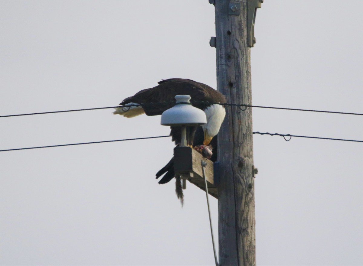 Bald Eagle - ML392025371