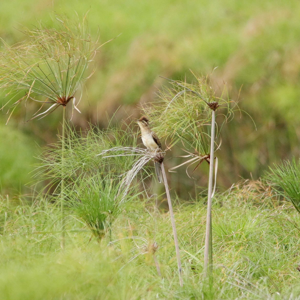 Striped Cuckoo - ML392025851