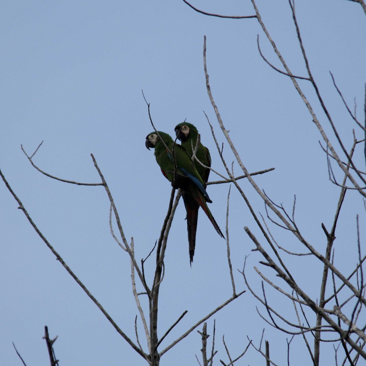 Chestnut-fronted Macaw - ML392026421