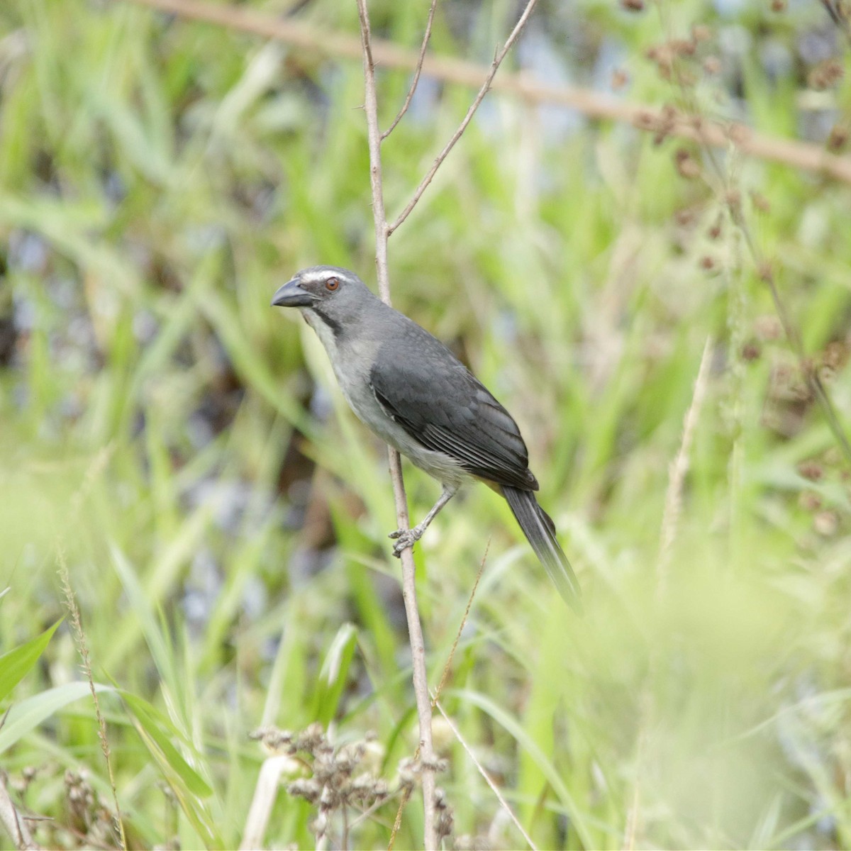 Bluish-gray Saltator - ML392026711