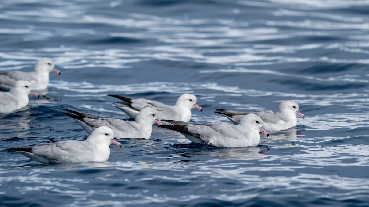 Southern Fulmar - Javier Cotin