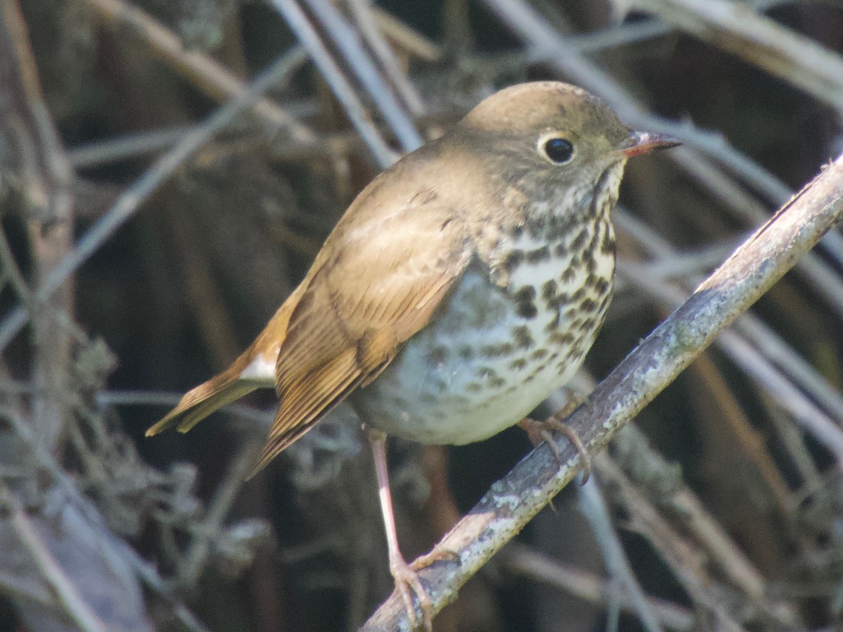 Hermit Thrush (guttatus Group) - ML392028381