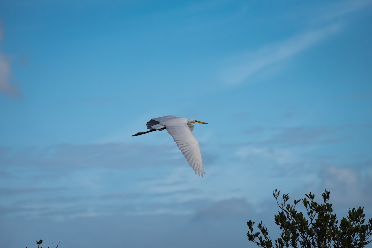 Great Egret - ML39202841