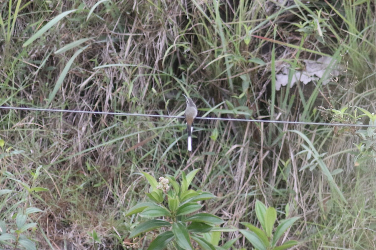 Sooty-capped Hermit - ML392029381