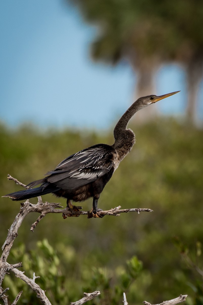 Anhinga - ML39203031