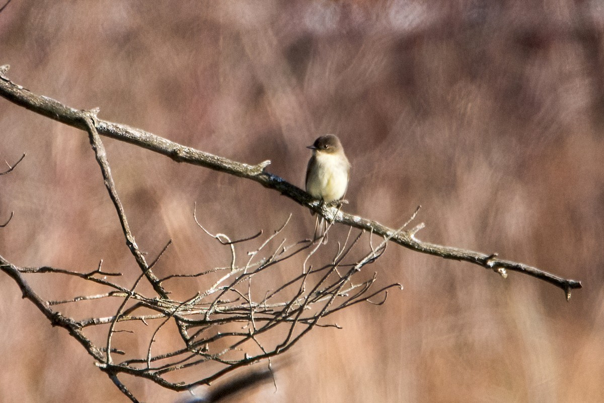 Eastern Phoebe - Sue Barth