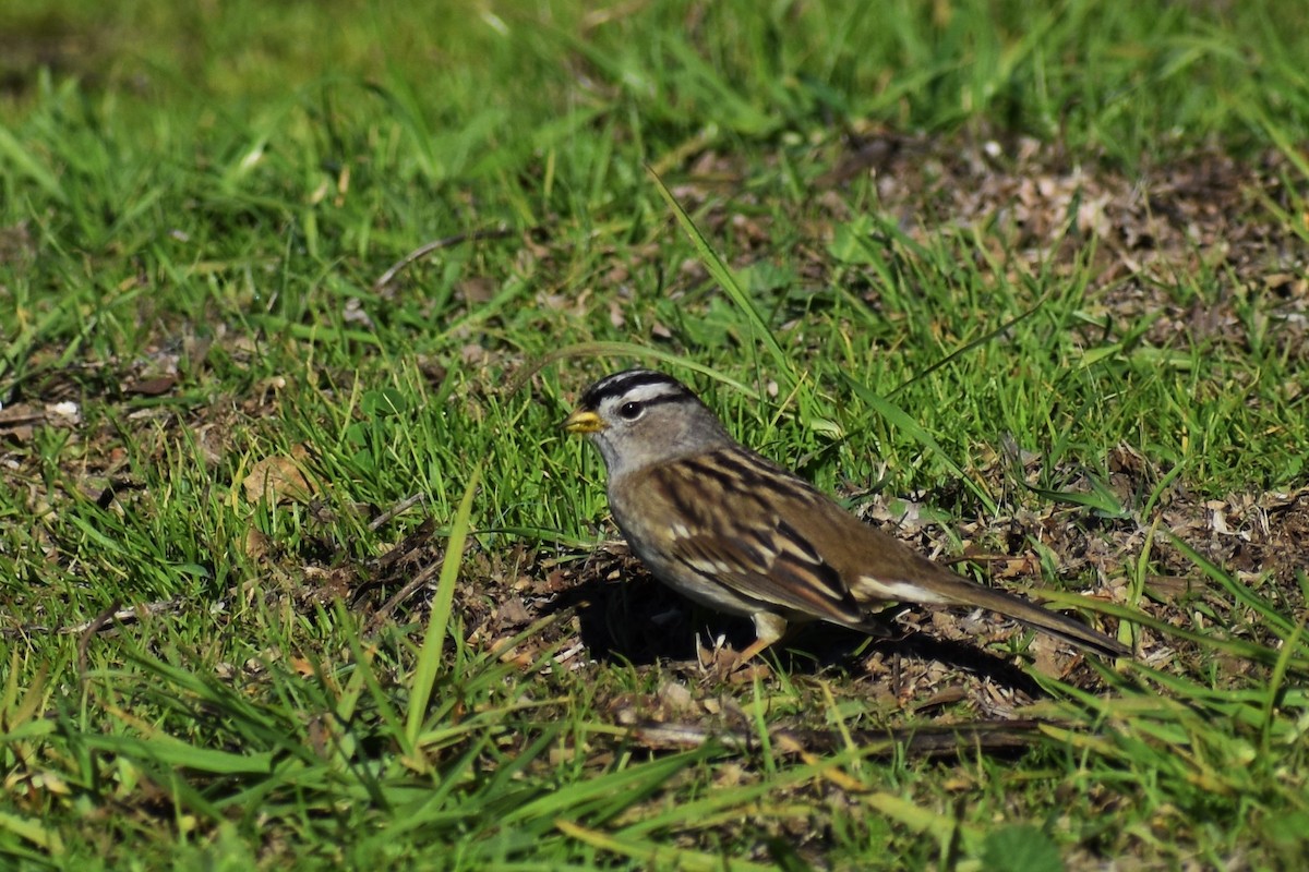 White-crowned Sparrow - ML392034441