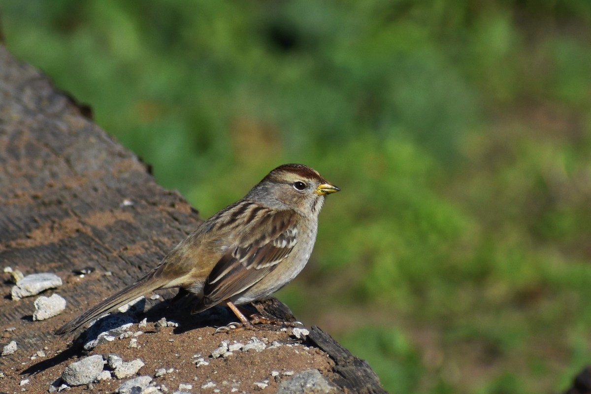 White-crowned Sparrow - ML392034481