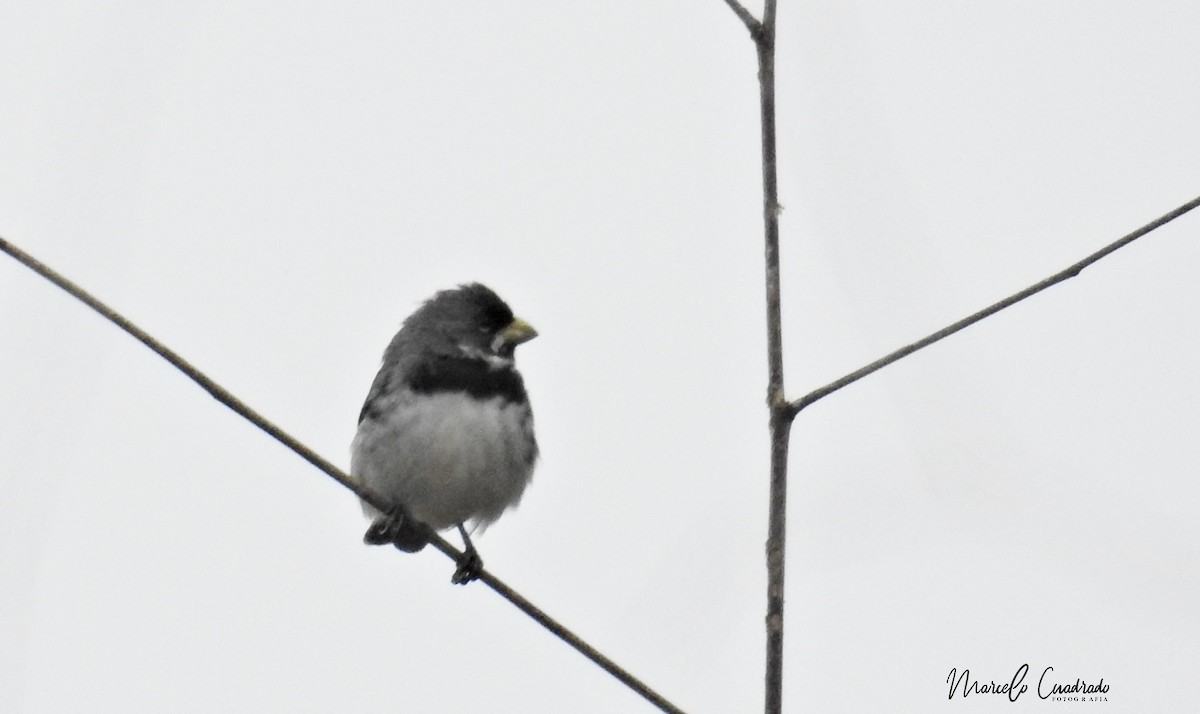 Double-collared Seedeater - ML392035051